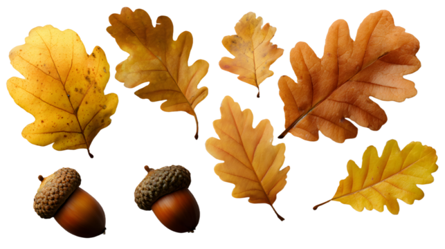Oak leaves and acorns isolated transparent background PNG featuring autumn botanical elements for seasonal themes