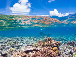 素晴らしいサンゴ礁の美しいデバスズメダイ（スズメダイ科）の群れ他。
水面にはスキンダイバーも泳いでいる。
半水面撮影。
沖縄県島尻郡慶良間諸島座間味島嘉比島-2025/6/27
