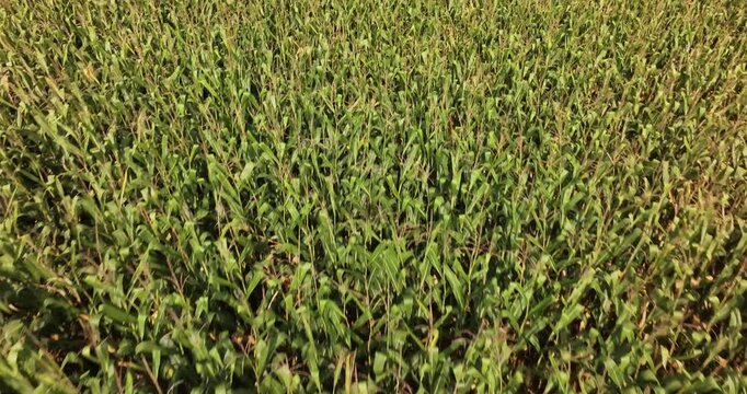 Aerial view of a vibrant green cornfield, the stalks swaying gently under the summer sun, creating a mesmerizing pattern of light and shadow, Lebanon, Ohio, United States.