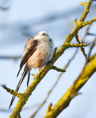 Long-tailed tit sitting on a moss-covered branch in bright sunlight, showcasing its vibrant feathers against a blurred background, capturing a moment of avian beauty in nature.