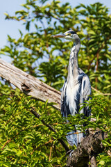 Graureiher in angespannter Haltung in der Rheinaue bei Bonn, ardea cinerea