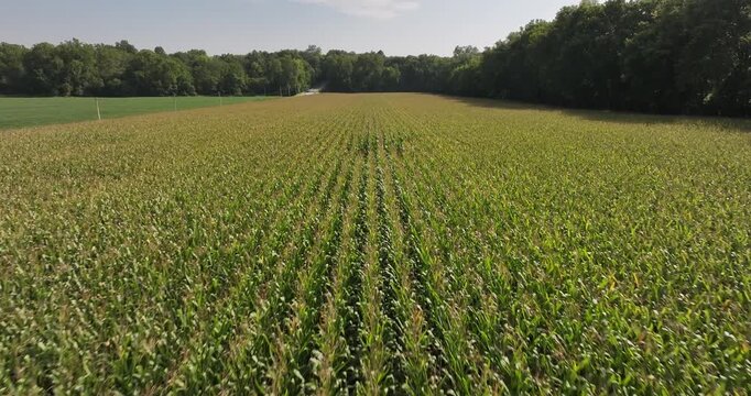 Aerial view of a lush green cornfield stretching towards the horizon, bordered by a dense line of trees, Lebanon, Ohio, United States.