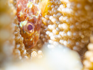 美しいテーブルサンゴと可愛いカスリフサカサゴ（フサカサゴ科）の幼魚他。
英名学名：Yellowspotted scorpionfish (Sebastapistes cyanostigma)
美しいサンゴ礁と熱帯魚の群れ。
沖縄県島尻郡慶良間諸島座間味島安室島-2025/6/27
