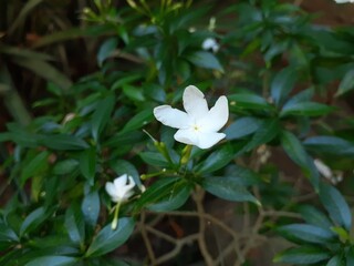 Obraz premium Mondokaki (Tabernaemontana divaricata) flower plant in the garden. Commonly called pinwheel flower, crape jasmine, East India rosebay, Nero's crown, and Milk flower. Nature concept.