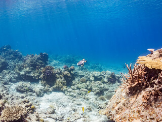素晴らしいサンゴ礁の恐ろしいゴマモンガラ（モンガラカワハギ科）他。
英名学名：Titan triggerfish (Balistoides viridescens) 
沖縄県島尻郡慶良間諸島座間味島嘉比島-2025/6/27
