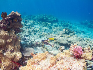 Fototapeta premium 素晴らしいサンゴ礁の恐ろしいゴマモンガラ（モンガラカワハギ科）他。 英名学名：Titan triggerfish (Balistoides viridescens) 沖縄県島尻郡慶良間諸島座間味島嘉比島-2025/6/27 