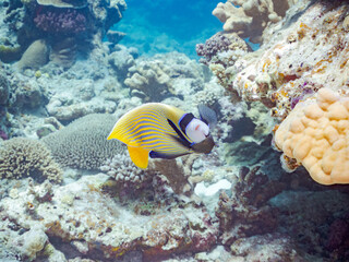 タテジマキンチャクダイ, Emperor angelfish, Pomacanthus imperator, キンチャクダイ科,他
沖縄県島尻郡慶良間諸島座間味島嘉比島-2025/6/27

