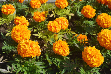 Marigolds are bright orange and blooming in the park. Lush autumn flowers.