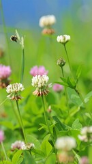 Obraz premium Close-up of delicate wildflowers