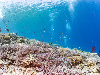 ナンヨウハギ（ニザダイ科）、デバスズメダイ他の群れ
赤いイソバナ（イソバナ科）の群生
英名学名：Palette surgeonfish, Fragtail surgeonfish 
Blue green damselfish, Chromis viridis, Blue green chromis 
Gorgonian Fields, Melithaea Flabellifera
沖縄県嘉比島