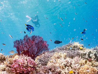 ナンヨウハギ（ニザダイ科）、デバスズメダイ他の群れ
赤いイソバナ（イソバナ科）の群生
英名学名：Palette surgeonfish, Fragtail surgeonfish 
Blue green damselfish, Chromis viridis, Blue green chromis 
Gorgonian Fields, Melithaea Flabellifera
沖縄県嘉比島