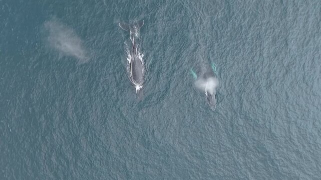 Aerial view of two whales swimming in the dark blue ocean, their tails and fins creating white splashes in the sea, Nuqu&iacute;, Choco, Colombia.