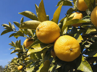 “Golden Lemons Hanging on Green Branches in Orchard Under Clear Blue Sky – Fresh Citrus Fruit on Sunny Day”