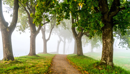 Naklejka premium Misty Morning Path Through Green Trees