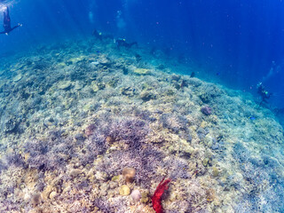 ナンヨウハギ（ニザダイ科）、デバスズメダイ他の群れ
赤いイソバナ（イソバナ科）の群生
英名学名：Palette surgeonfish, Fragtail surgeonfish 
Blue green damselfish, Chromis viridis, Blue green chromis 
Gorgonian Fields, Melithaea Flabellifera
沖縄県嘉比島