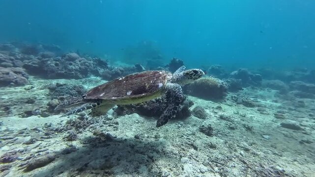 An old sea turtle swims over a coral reef. A sea turtle swims over a reef in the clear, transparent water of a tropical sea.