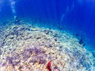 ナンヨウハギ（ニザダイ科）、デバスズメダイ他の群れ
赤いイソバナ（イソバナ科）の群生
英名学名：Palette surgeonfish, Fragtail surgeonfish 
Blue green damselfish, Chromis viridis, Blue green chromis 
Gorgonian Fields, Melithaea Flabellifera
沖縄県嘉比島