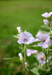 Obraz premium Closeup of marsh-mallow in bloom with blurred background