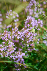 Wild Thymus serpyllum. Medicinal herb.Pink flowers of thyme grow in the field.
