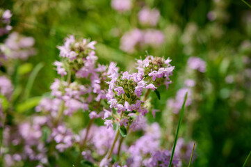 Wild Thymus serpyllum. Medicinal herb.Pink flowers of thyme grow in the field.