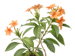 Vibrant orange firecracker flowers blooming on a green plant isolated on transparent background