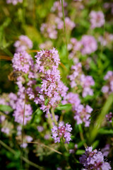Wild Thymus serpyllum. Medicinal herb.Pink flowers of thyme grow in the field.