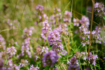 Wild Thymus serpyllum. Medicinal herb.Pink flowers of thyme grow in the field.