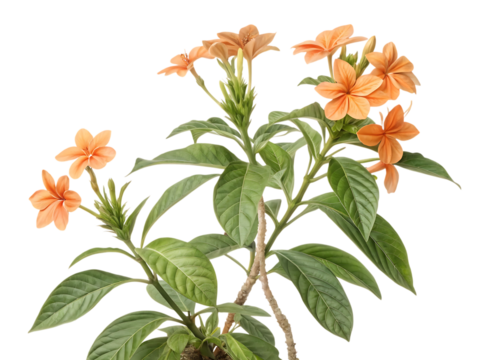 Vibrant orange firecracker flowers blooming on a green plant isolated on transparent background