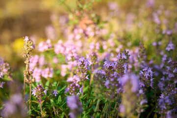 Wild Thymus serpyllum. Medicinal herb.Pink flowers of thyme grow in the field.