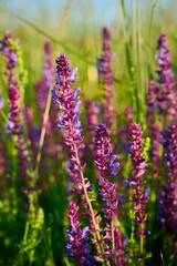 Purple sage flowers blooms in the summer meadow.