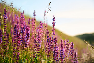 Naklejka premium Purple sage flowers blooms in the summer meadow.