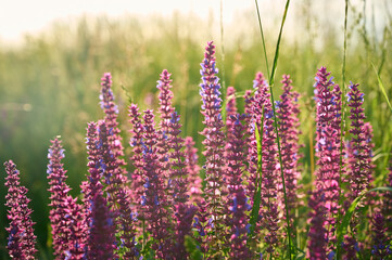 Obraz premium Purple sage flowers blooms in the summer meadow.