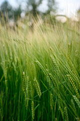 Green unripe barley(Hordeum vulgare) plantation in summer. Selective focus.