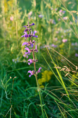 Meadow sage, purple flowers on wild meadow. Salvia pratensis.