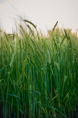 Green unripe barley(Hordeum vulgare) plantation in summer. Selective focus.