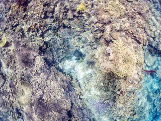 Obraz premium 素晴らしいサンゴ礁をゆったり泳ぐ大きく美しいアオウミガメ（ウミガメ科） 英名学名：Green Turtle, Green Sea Turtle (Chelonia mydas) 沖縄県島尻郡慶良間諸島座間味島阿嘉島-2025/6/27 