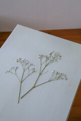 押し花のカスミソウ｜白背景のシンプルな花素材