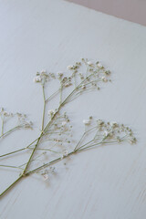 押し花のカスミソウ｜白背景のシンプルな花素材