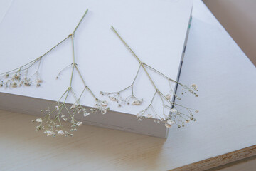 押し花のカスミソウ｜白背景のシンプルな花素材