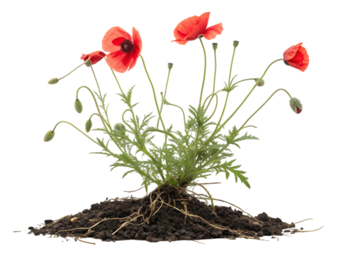 Vibrant red poppies with visible roots and green foliage isolated on transparent background
