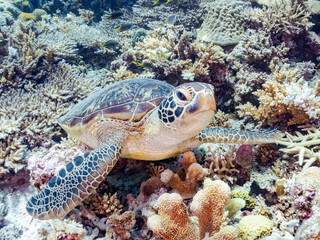 素晴らしいサンゴ礁をゆったり泳ぐ大きく美しいアオウミガメ（ウミガメ科）
英名学名：Green Turtle, Green Sea Turtle (Chelonia mydas)
沖縄県島尻郡慶良間諸島座間味島阿嘉島-2025/6/27
