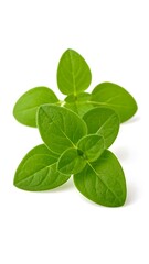 Fresh oregano leaves, vibrant green