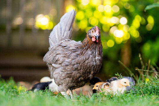 Ein Huhn f&uuml;hrt ihre K&uuml;ken durch den Garten 