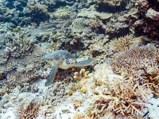 素晴らしいサンゴ礁をゆったり泳ぐ大きく美しいアオウミガメ（ウミガメ科）
英名学名：Green Turtle, Green Sea Turtle (Chelonia mydas)
沖縄県島尻郡慶良間諸島座間味島阿嘉島-2025/6/27
