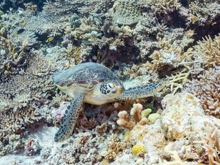 素晴らしいサンゴ礁をゆったり泳ぐ大きく美しいアオウミガメ（ウミガメ科）
英名学名：Green Turtle, Green Sea Turtle (Chelonia mydas)
沖縄県島尻郡慶良間諸島座間味島阿嘉島-2025/6/27
