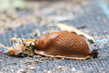 Spanish Slug (Arion vulgaris) 
