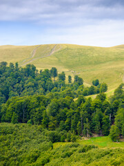 Obraz premium mountain landscape with beech forest in summer. beautiful nature scenery with trees on the steep hillside of svydovets ridge under cloudy sky