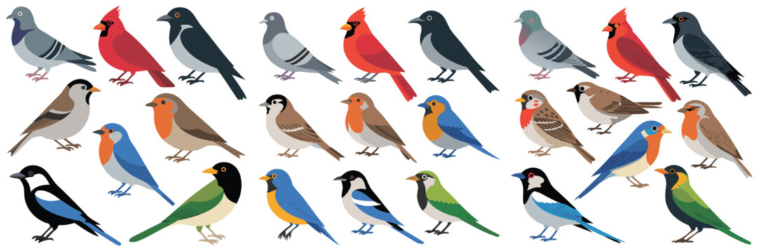 Illustrated Collection Assorted Birds, Including Pigeon, Cardinal, Robin, Bluebird, Starling, Sparrow, Magpie, and Green Bird