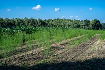 Obraz premium Green Asparagus Field beside Corn Plantation under Blue Sky