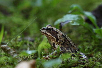 The common frog or grass frog (Rana temporaria)